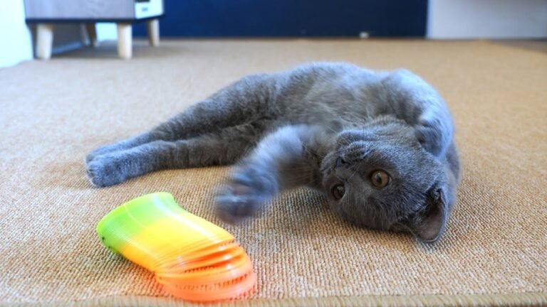 Cute kitten Pao doing morning exercise to keep fit