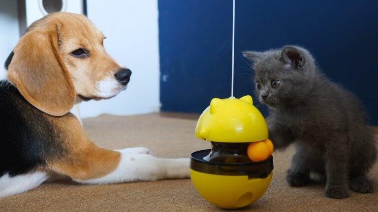 When 3 siblings having day off from school – kitten Pao, puppy Peachy & baby cat Pusha