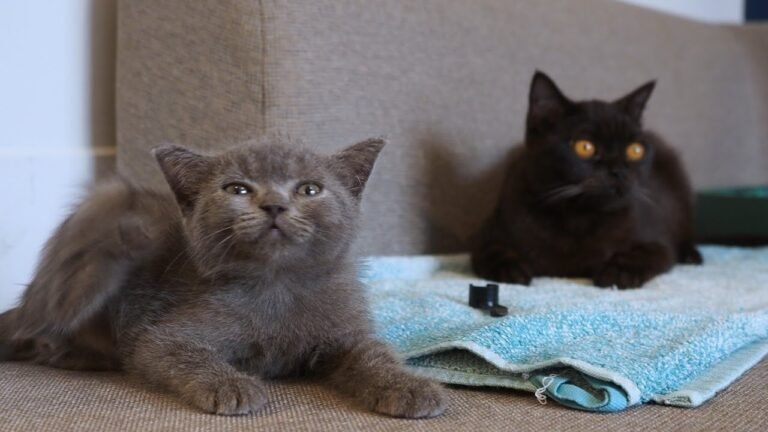 Afternoon routine of cute furball siblings – tiny kitten Pao & baby cat Pusha