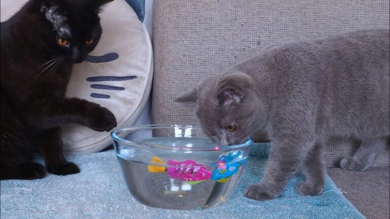 Cute kitten Pao finding Nemo!