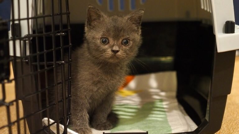 Tiny kitten Pao spends first night in his new home