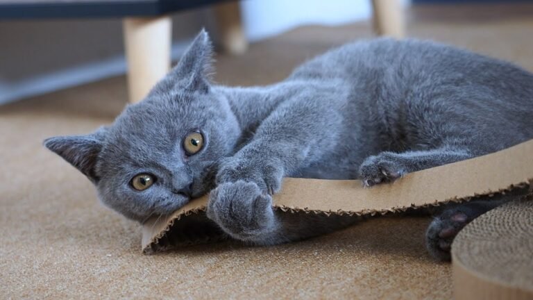 Playful kitten Pao felt guilty after making a mess!