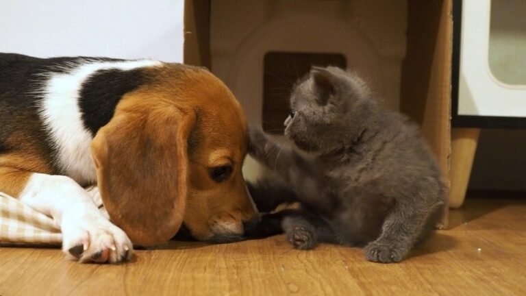 Tiny kitten Pao playing with beagle puppy Peachy