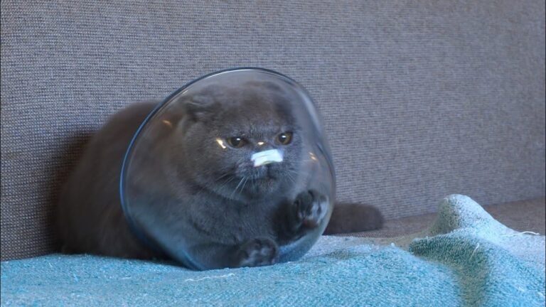 Kitten Pao sees the world through a glass bowl