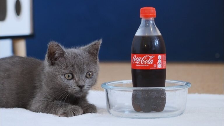 Coca-cola vs. Mentos experiment – with cute little kitten Pao & baby cat Pusha