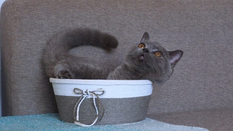 ‘If it fits, I sit’, said kitten Pao!