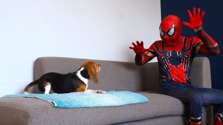 Spiderman costume dog prank: funny beagle puppy Peachy reactions