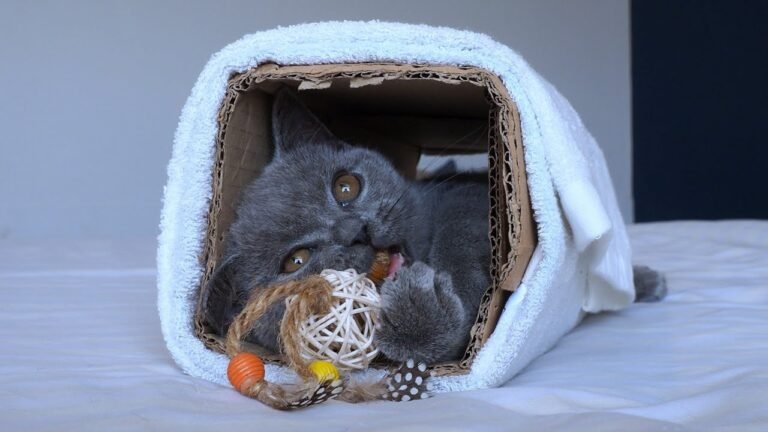 I made kitten Pao a cute tiny tunnel and he loved it!