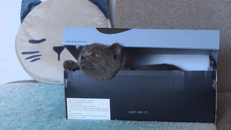 Kitten Pao playing hide and seek in a shoe box