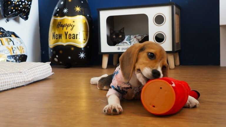 All the best Happy New Year wishes to everyone from beagle puppy Peachy & baby cat Pusha!