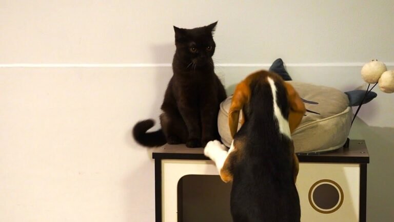 Baby cat Pusha bullying beagle puppy Peachy