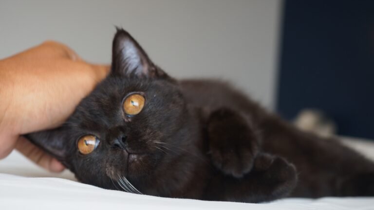 Baby cat Pusha enjoys some cuddle moments with her dad