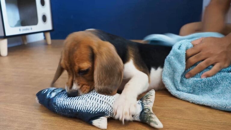 Beagle puppy Peachy got a treat after her bath!