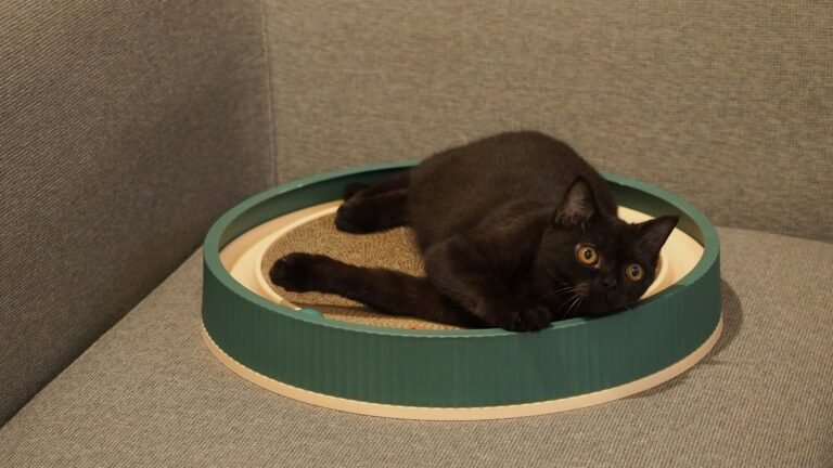 Baby cat Pusha felt in love with her little pet scratcher!