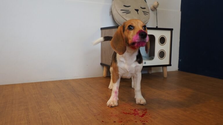 Beagle puppy Peachy eats dragon fruit and makes a mess!