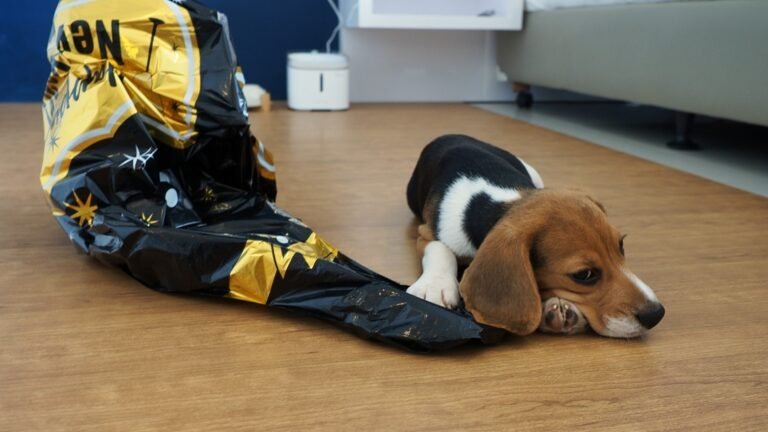 Beagle puppy Peachy plays with balloons and pops them