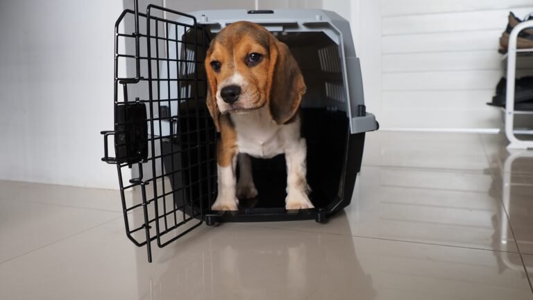 Beagle puppy Peachy first day home with her little friend