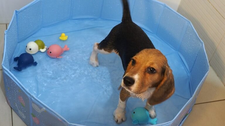 Beagle puppy Peachy plays in her little pool for the first time