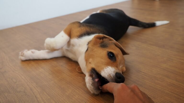 I got attacked by beagle puppy Peachy, in a very cute way!