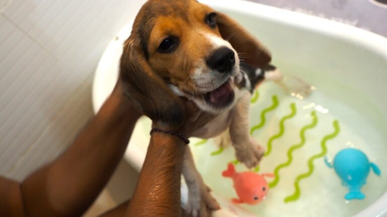 First bath of beagle puppy Peachy, cute and funny moments!