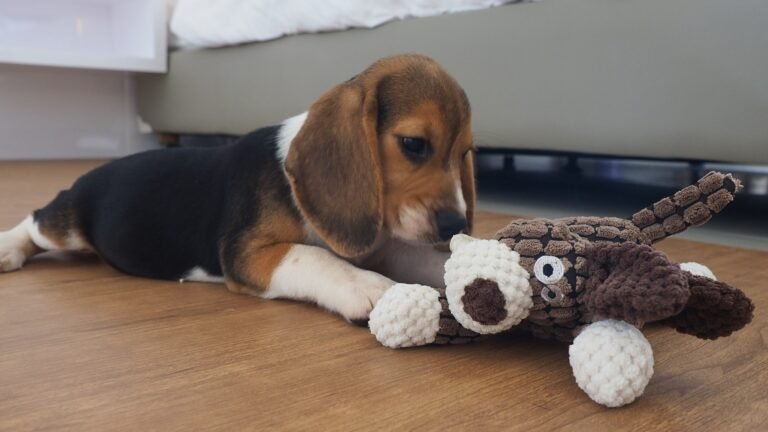 Cute moments of beagle puppy Peachy playtime!