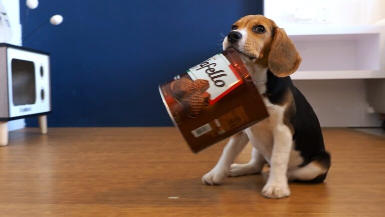 Beagle puppy Peachy playing with her favourite biscuit tin