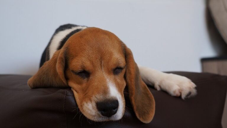 Adorable sleepy moments of beagle puppy Peachy