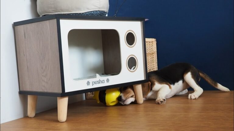 Beagle puppy Peachy got excited with her feeding toy