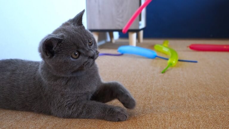 I throw a balloon party for kitten Pao as he always loves to explore