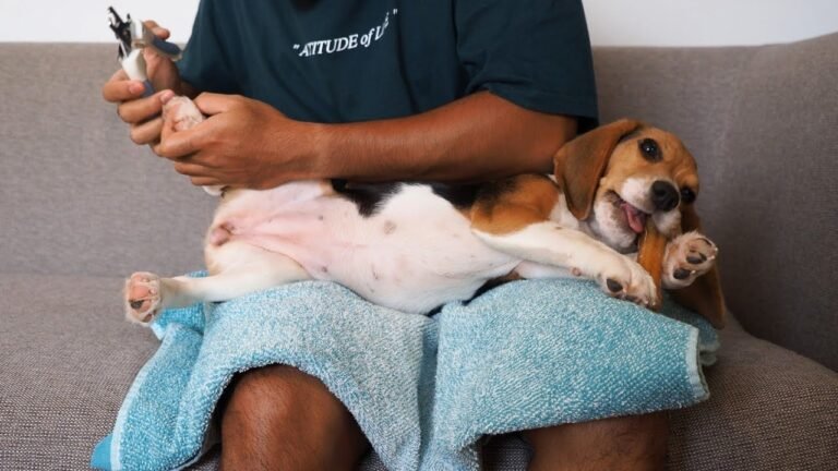 Cute moments of beagle puppy Peachy having her nails clipped!