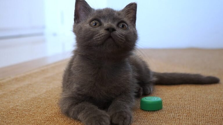 WARNINGS!! Don’t leave bottle caps lying around if there are cats in the house