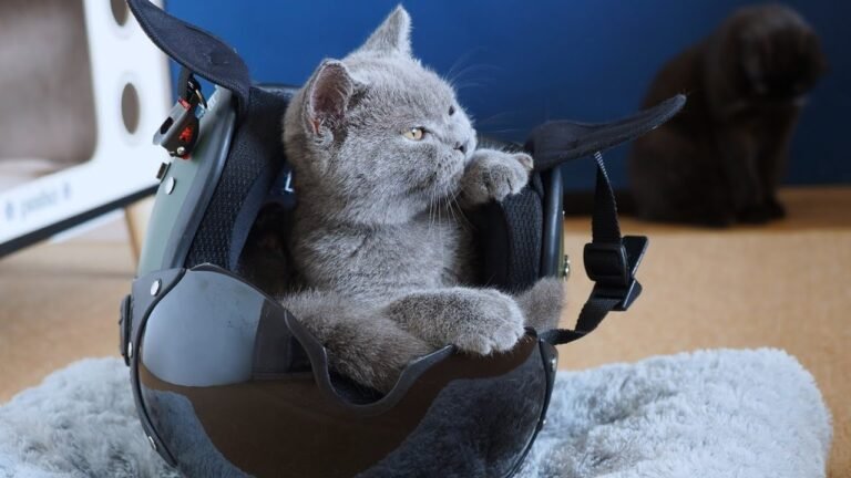 Cute kitten Pao playing with my helmet