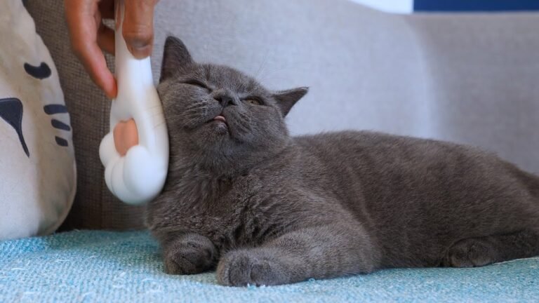 Kitten Pao & cat Pusha love to get their fur brushed