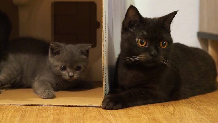 Kitten Pao playing with baby cat Pusha