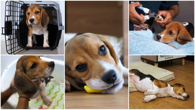 Beagle puppy transformation: 3 months since we adoped her!