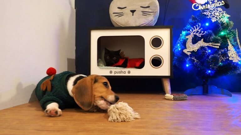 Beagle puppy Peachy & baby cat Pusha wish everyone a super duper Merry Christmas