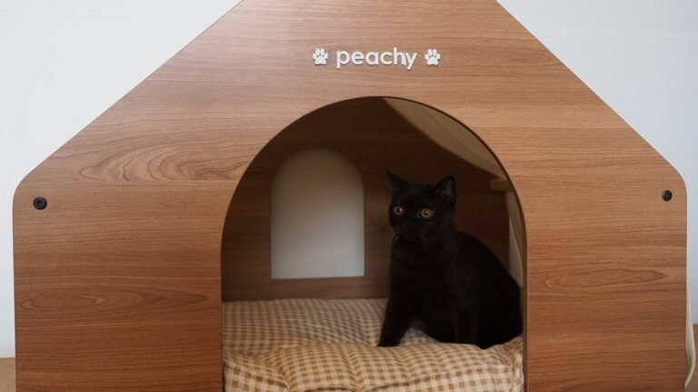 Naughty baby cat Pusha wants to steal beagle puppy Peachy’s house