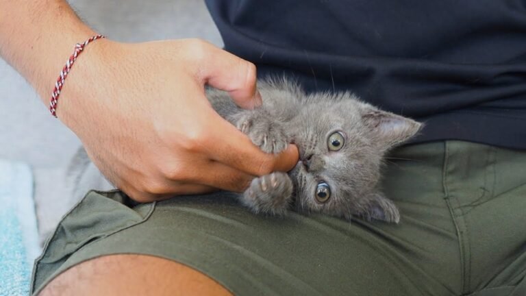 Tiny kitten Pao getting his first vaccine today!