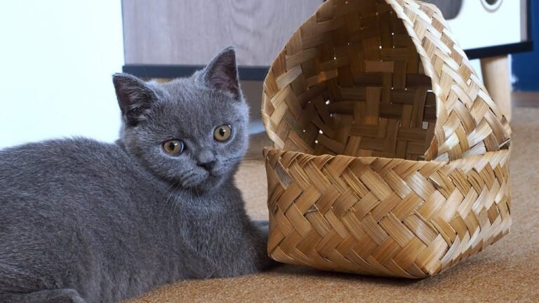 Kitten Pao was surprised to see some handmade baskets!