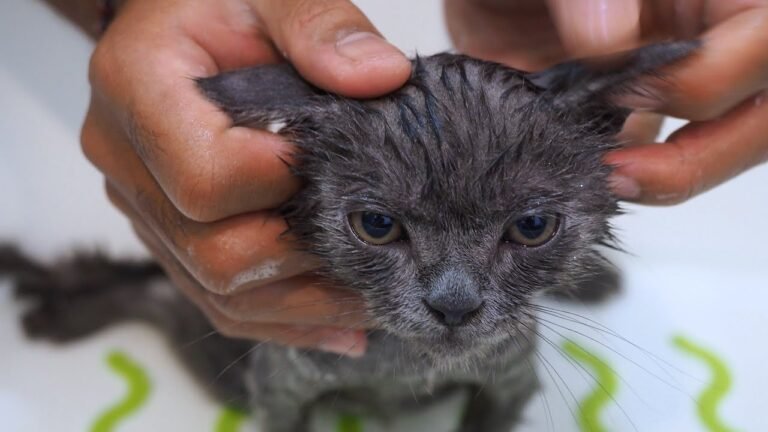 First bath of cute tiny kitten Pao