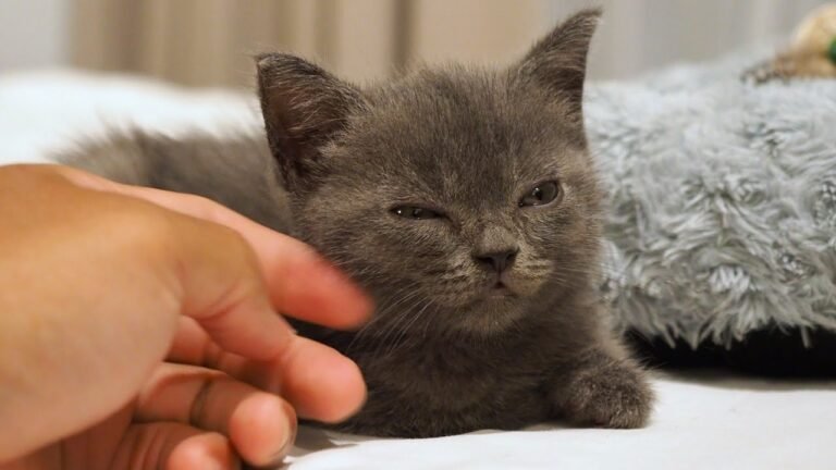 Tiny kitten Pao playing and sleeping on bed